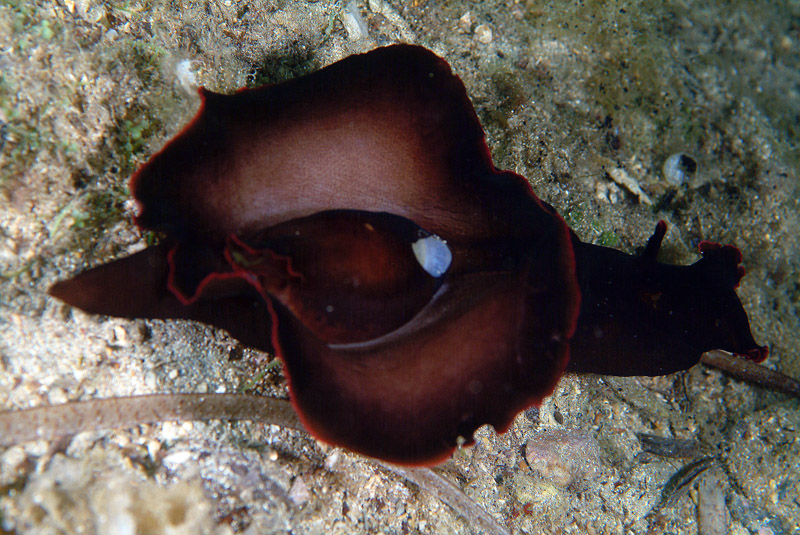 Aplysia sp.